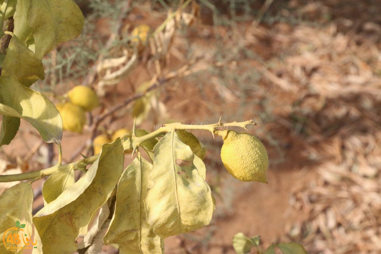 trees on tasoo (4).jpg